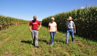 Two men and a woman walking in a corn field