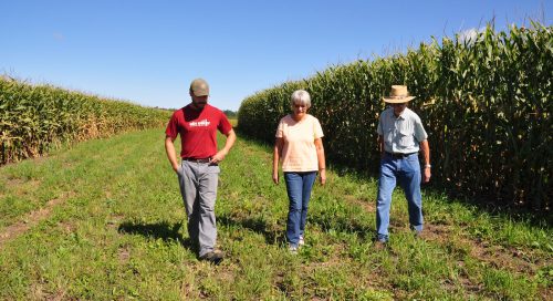 Two men and a woman walking in a corn field